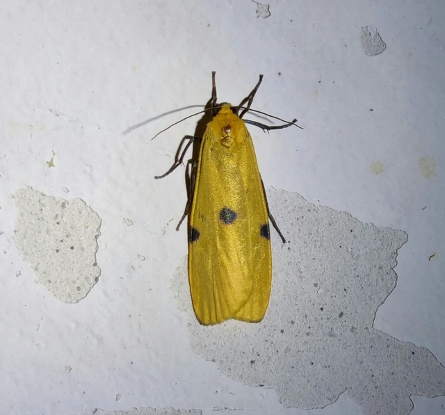 Lithosia quadra - négypettyes zuzmószövő