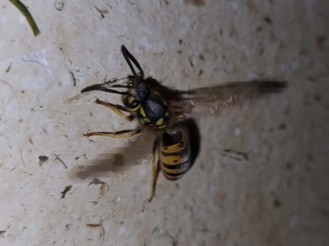 Vespula