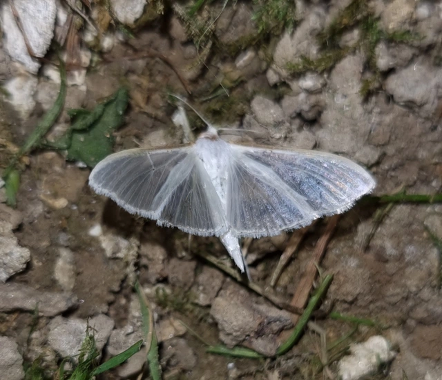 Palpita vitrealis - hófehér tűzmoly