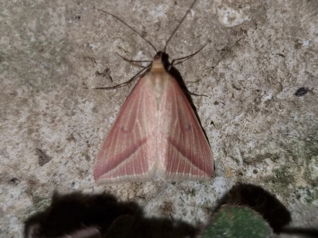Rhodometra sacraria - rózsacsíkos araszoló