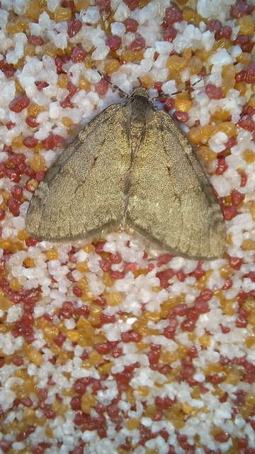 Epirrita christyi/dilutata