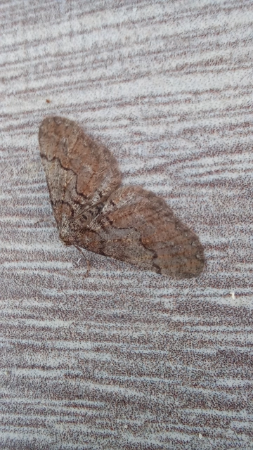Agriopis bajaria - kökény-téliaraszoló