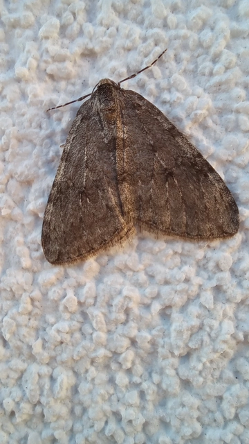 Epirrita christyi/dilutata