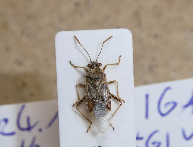 Liorhyssus hyalinus