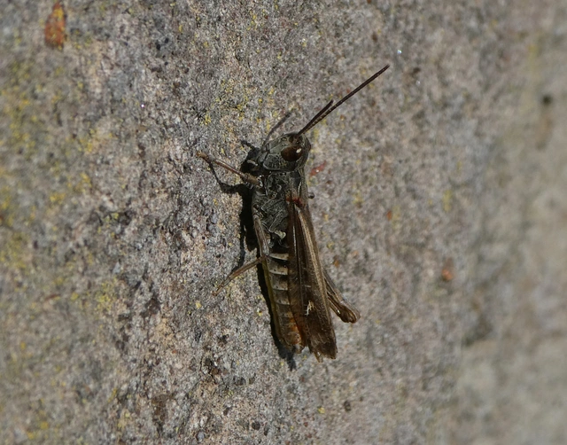 Chorthippus brunneus - közönséges tarlósáska