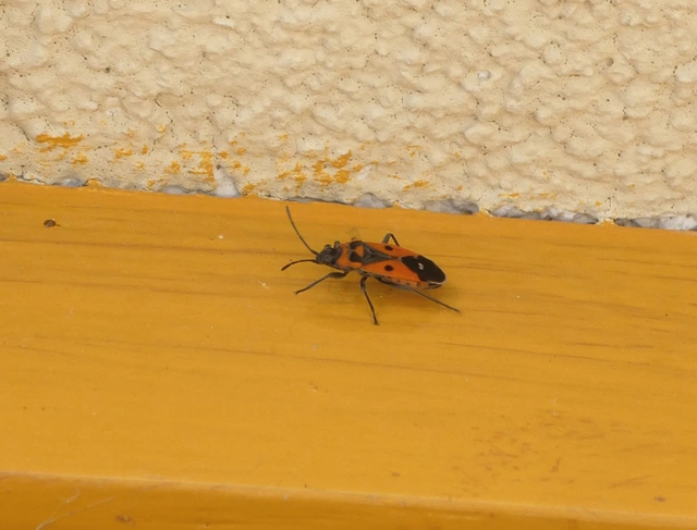 Melanocoryphus albomaculatus - nagy fehérfoltos-bodobács