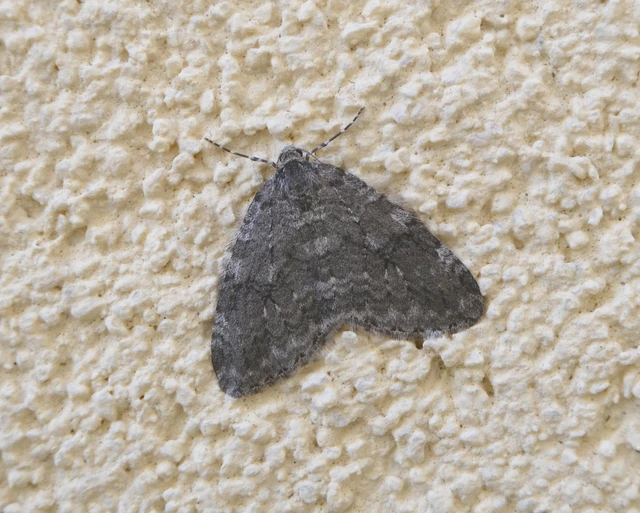 Epirrita christyi/dilutata