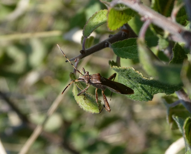 Camptopus lateralis - görbelábú karimáspoloska