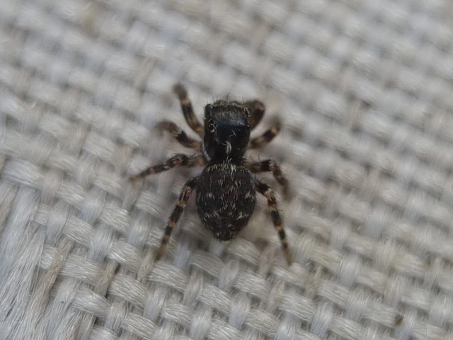 Pseudeuophrys obsoleta - barna ugrópók