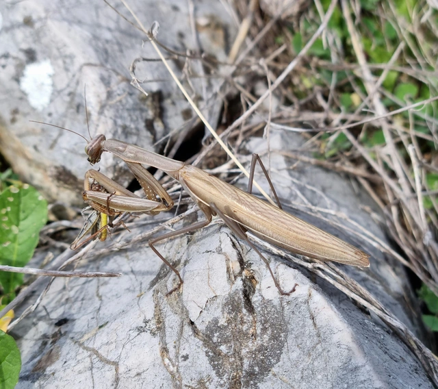 Mantis religiosa - imádkozósáska