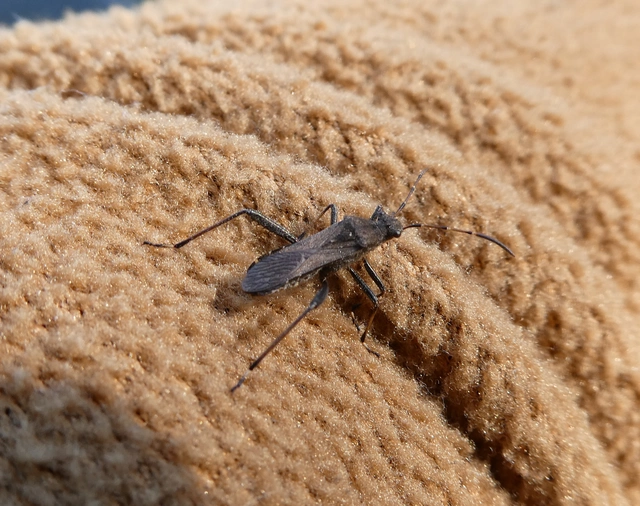 Alydus calcaratus - szőrös tövispoloska