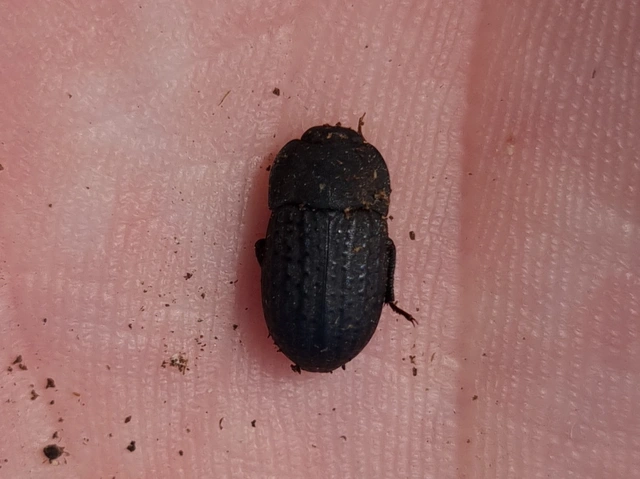 Opatrum sabulosum - sároshátú gyászbogár
