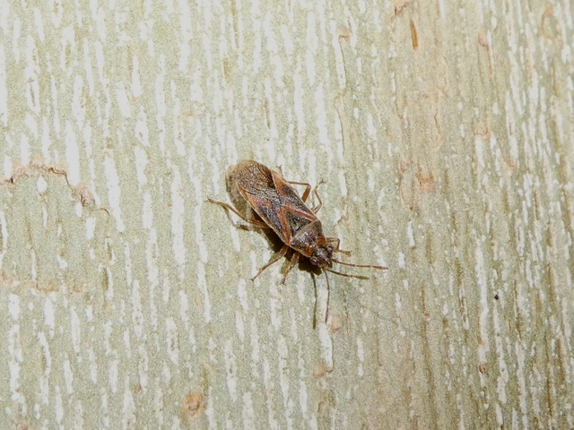 Arocatus