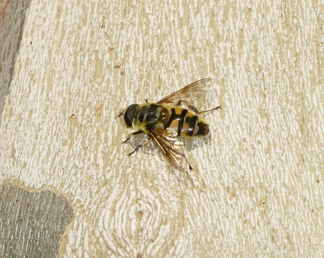 Myathropa florea - halálfejes odúlégy