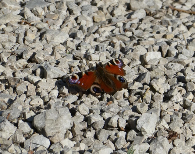 Nymphalis io - nappali pávaszem