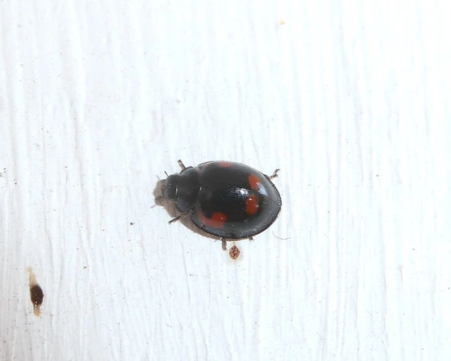 Exochomus quadripustulatus - négyfoltos szerecsenkata
