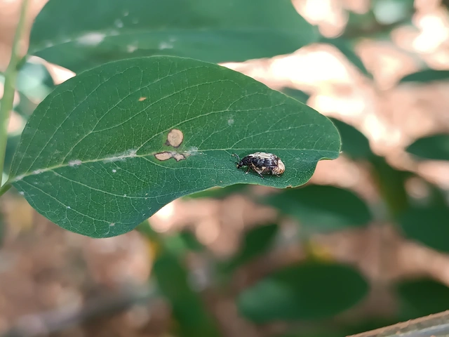Megabruchidius dorsalis - foltoshátú lepényfazsizsik