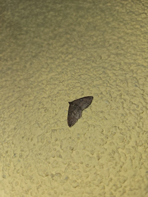 Orthonama obstipata - vándoraraszoló