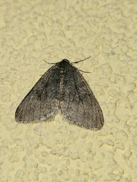Epirrita christyi/dilutata