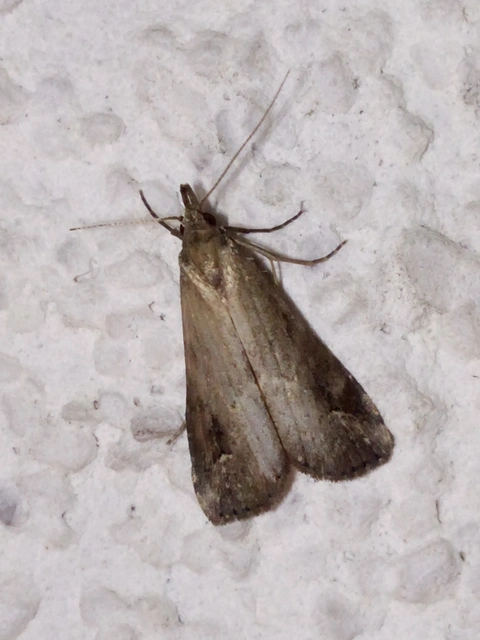 Schrankia costaestrigalis - keskenyszárnyú karcsúbagoly