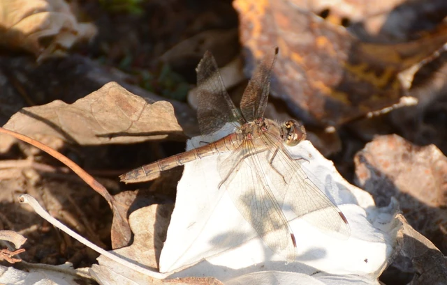 Sympetrum striolatum - harántsávos katona-szitakötő