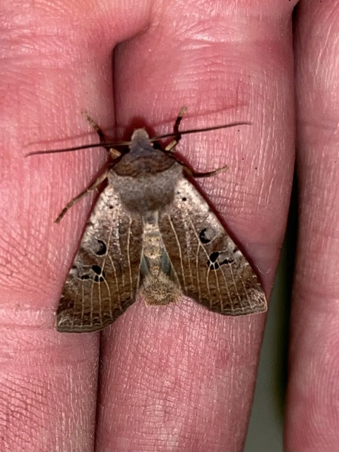 Conistra rubiginosa - szürke télibagoly