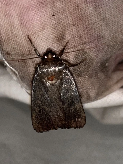Amphipyra livida - zsírfényű bagoly
