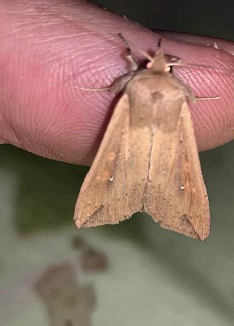 Mythimna unipuncta - hordabagoly