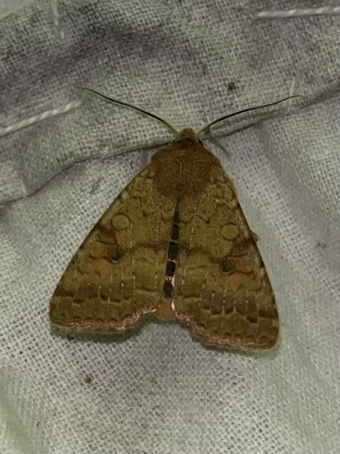 Sunira circellaris - okkersárga őszibagoly
