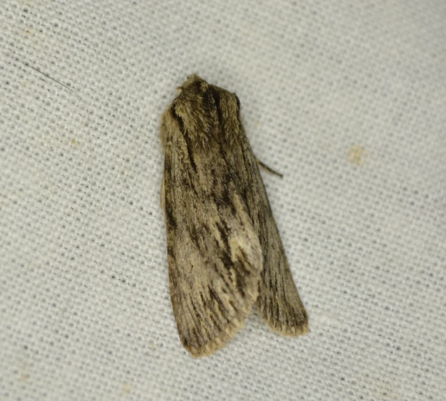 Asteroscopus sphinx - csillagnéző bundásbagoly