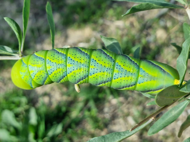 Acherontia atropos - halálfejes lepke