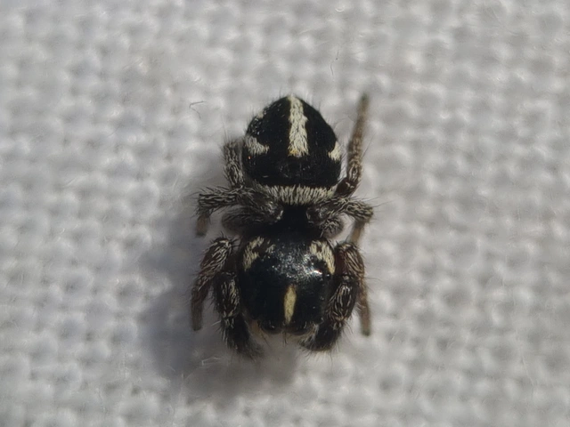Pellenes nigrociliatus - csigás ugrópók