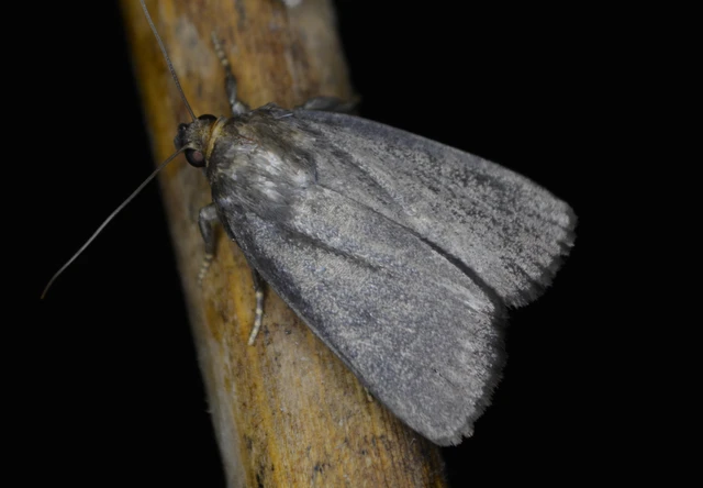 Amphipyra livida - zsírfényű bagoly