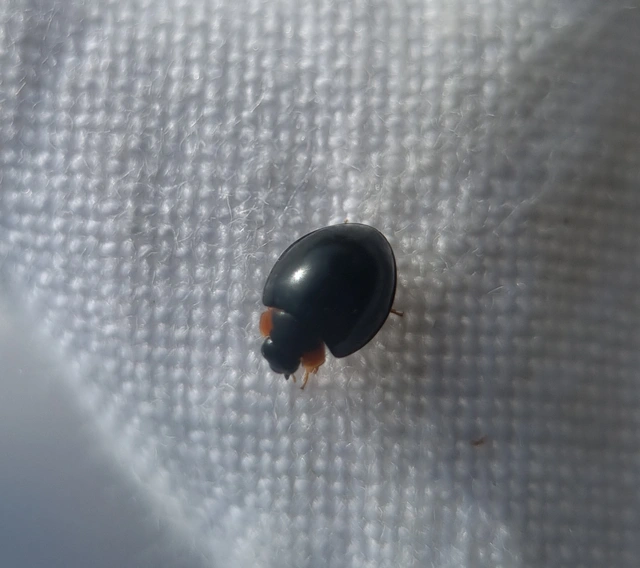 Parexochomus nigromaculatus - egyszínű szerecsenkata