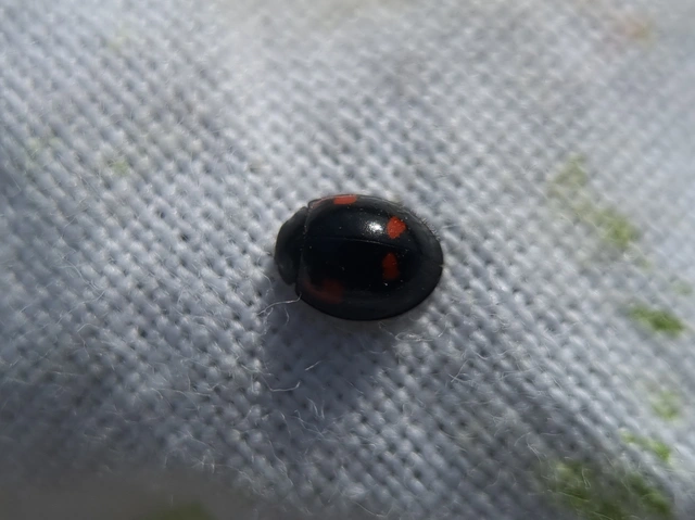 Exochomus quadripustulatus - négyfoltos szerecsenkata