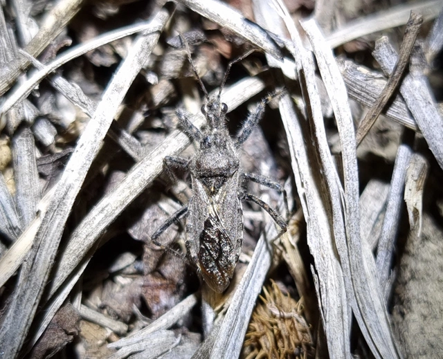 Coranus