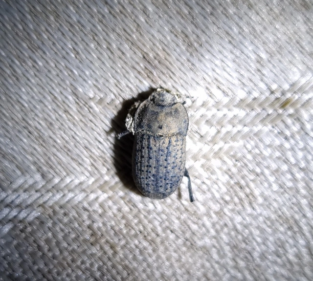 Opatrum sabulosum - sároshátú gyászbogár
