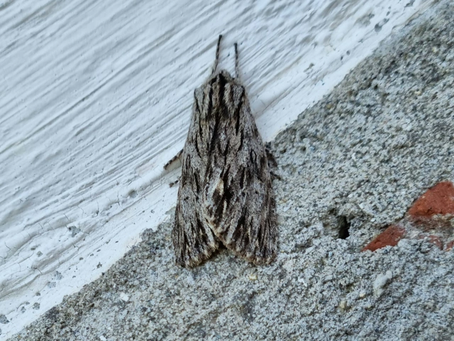 Asteroscopus sphinx - csillagnéző bundásbagoly