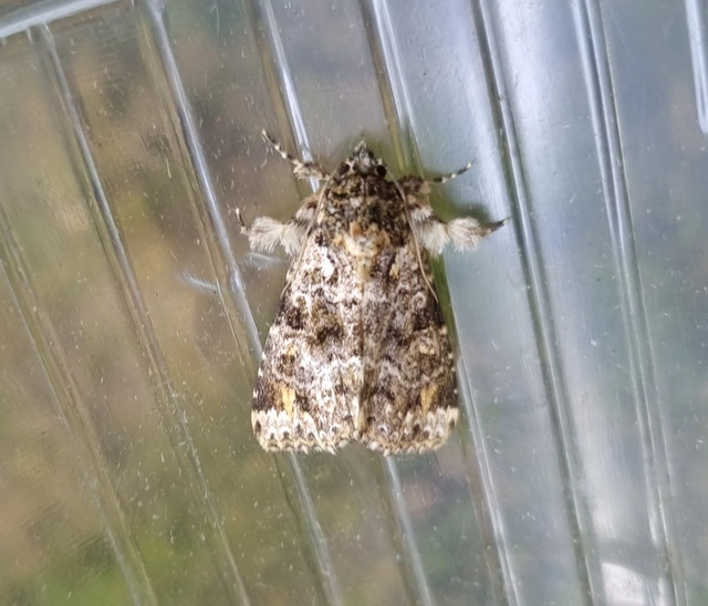 Callopistria latreillei - gyöngypettyes bagoly