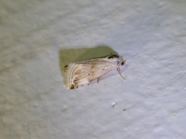 Eublemma ostrina - hosszúszárnyú törpebagoly