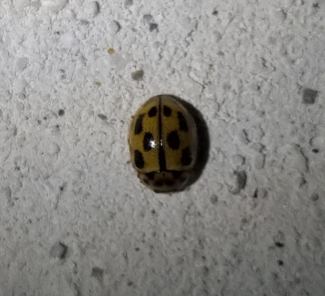 Propylea quatuordecimpunctata - tizennégypettyes füsskata