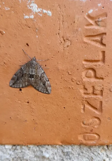 Thera juniperata - boróka-araszoló