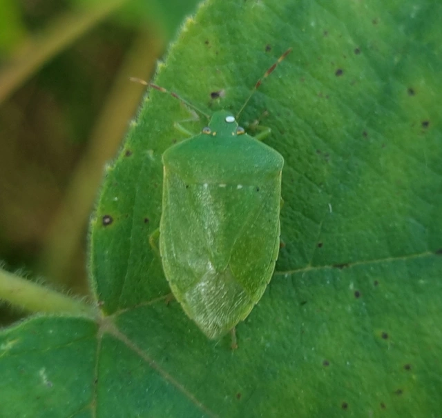 Nezara viridula - zöld vándorpoloska