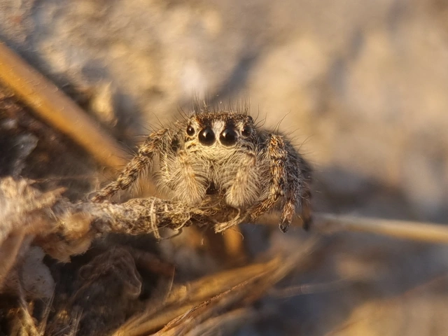Philaeus chrysops - piros ugrópók
