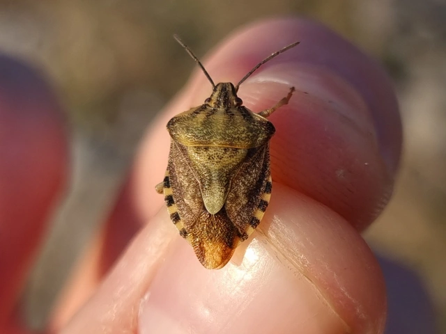 Carpocoris Carpocoris