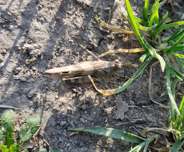 Oedipoda caerulescens - kékszárnyú sáska