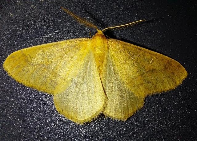 Agriopis aurantiaria - aranysárga téliaraszoló