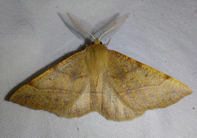 Colotois pennaria - tollascsápú araszoló