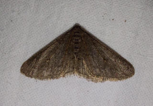Agriopis bajaria - kökény-téliaraszoló