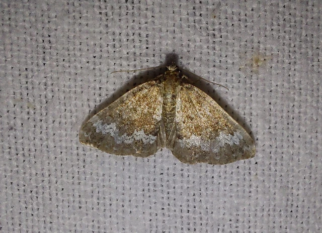 Perizoma alchemillata - árvacsalán-araszoló